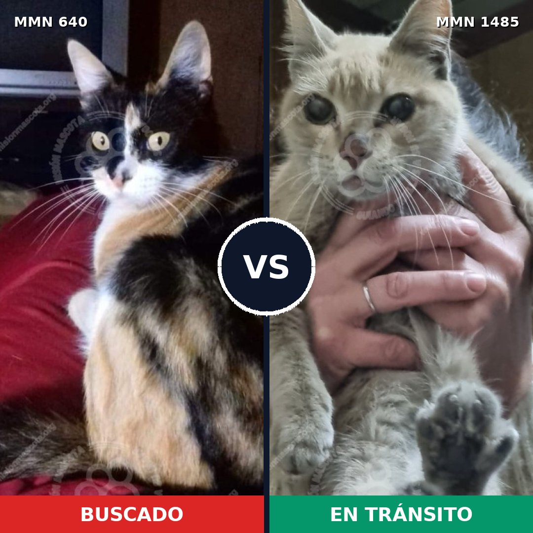 Comparativa MMS 35414: mascota perdida y mascota encontrada, 55% de similitud