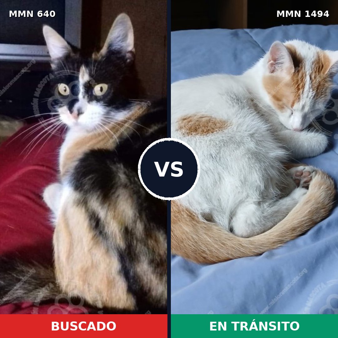 Comparativa MMS 35415: mascota perdida y mascota encontrada, 50% de similitud