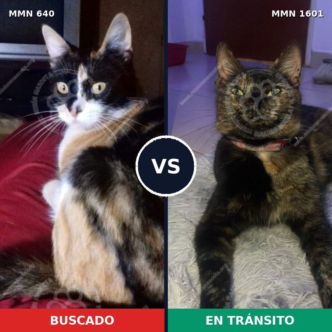 Comparativa MMS 35418: mascota perdida y mascota encontrada, 44% de similitud
