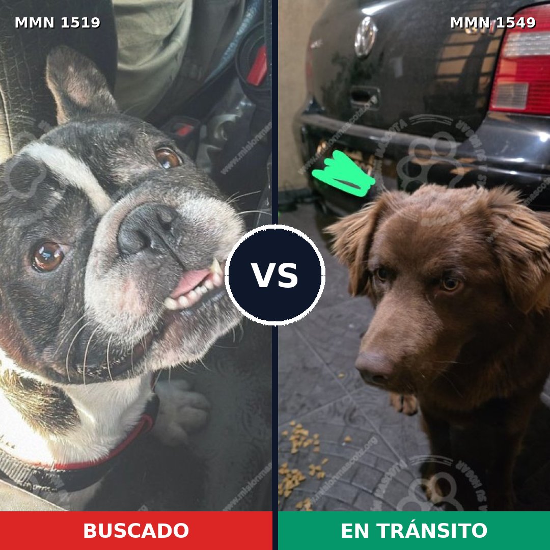 Comparativa MMS 35421: mascota perdida y mascota encontrada, 40% de similitud
