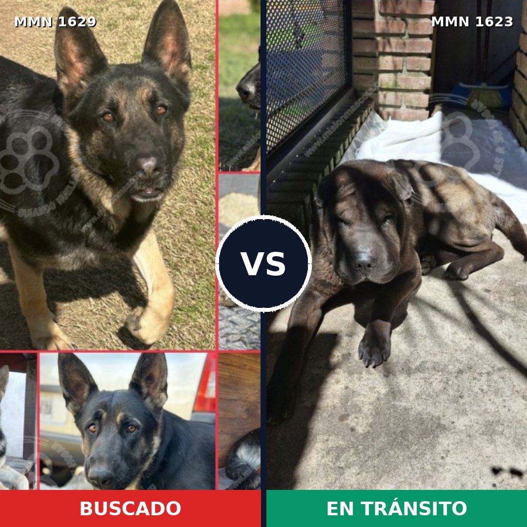 Comparativa MMS 35422: mascota perdida y mascota encontrada, 35% de similitud