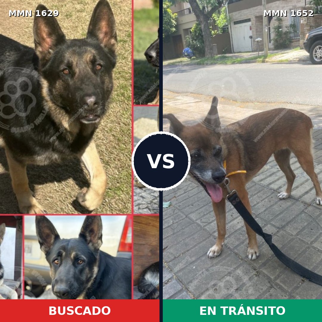 Comparativa MMS 35423: mascota perdida y mascota encontrada, 31% de similitud