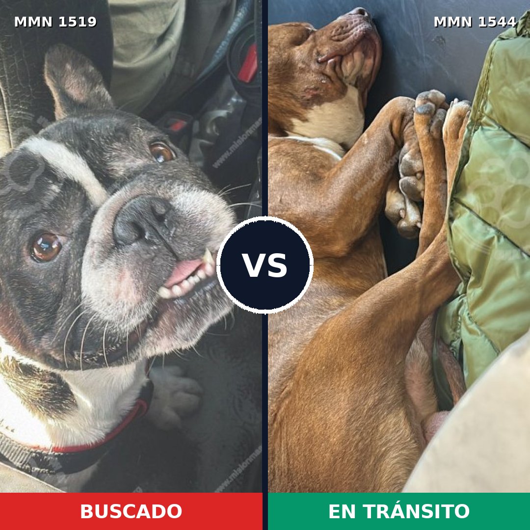 Comparativa MMS 35425: mascota perdida y mascota encontrada, 39% de similitud