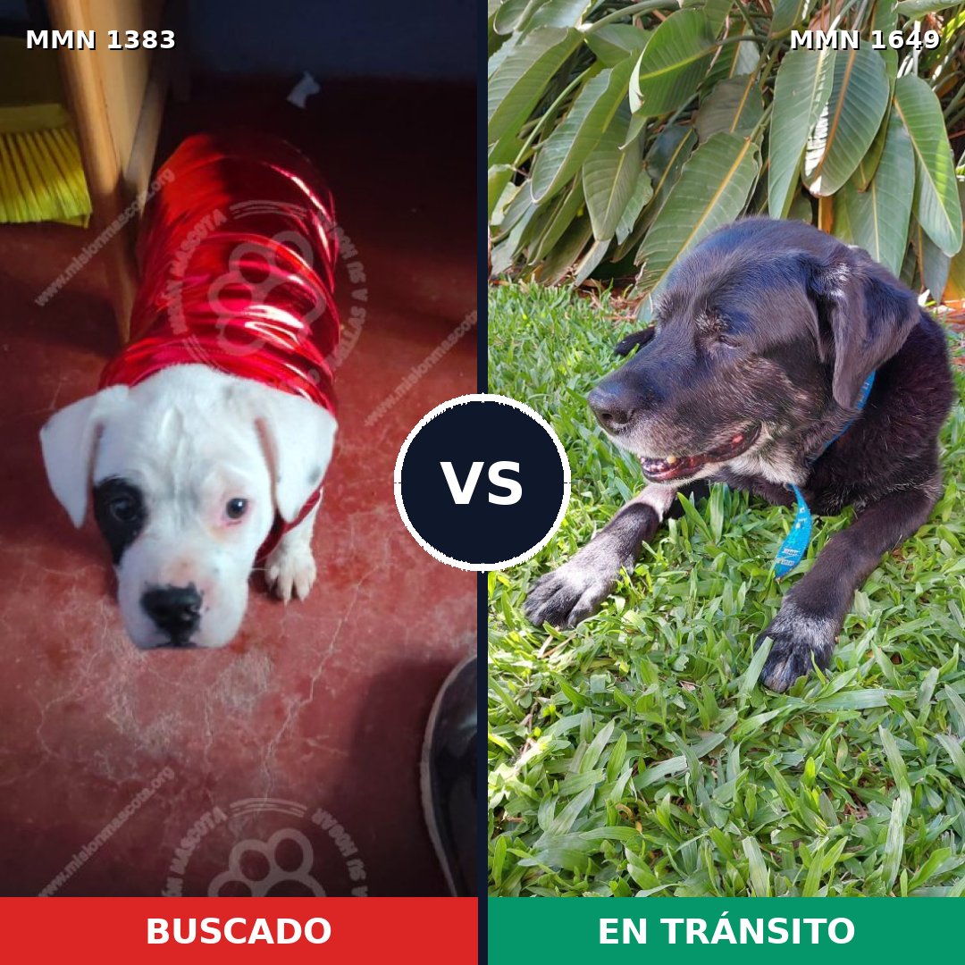 Comparativa MMS 35427: mascota perdida y mascota encontrada, 54% de similitud