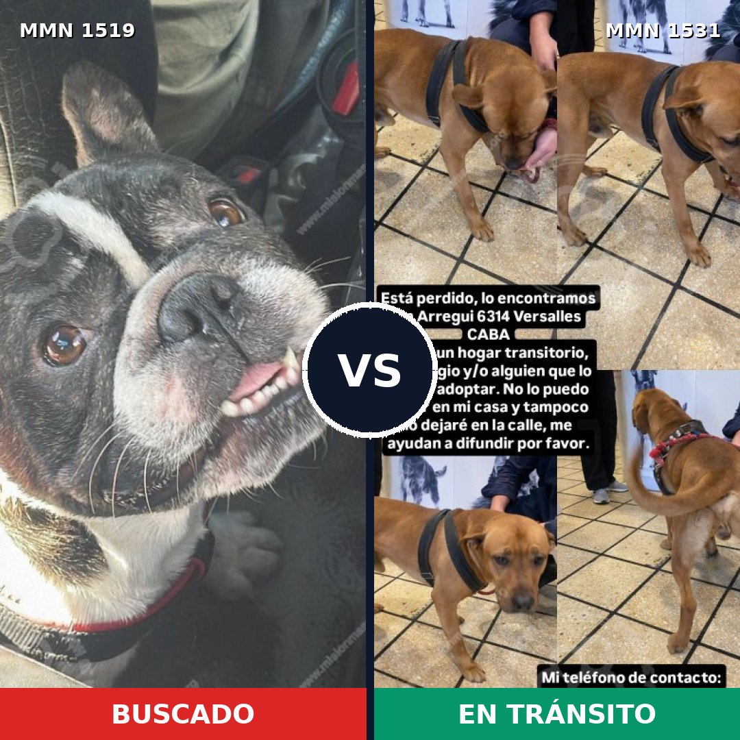 Comparativa MMS 35429: mascota perdida y mascota encontrada, 49% de similitud