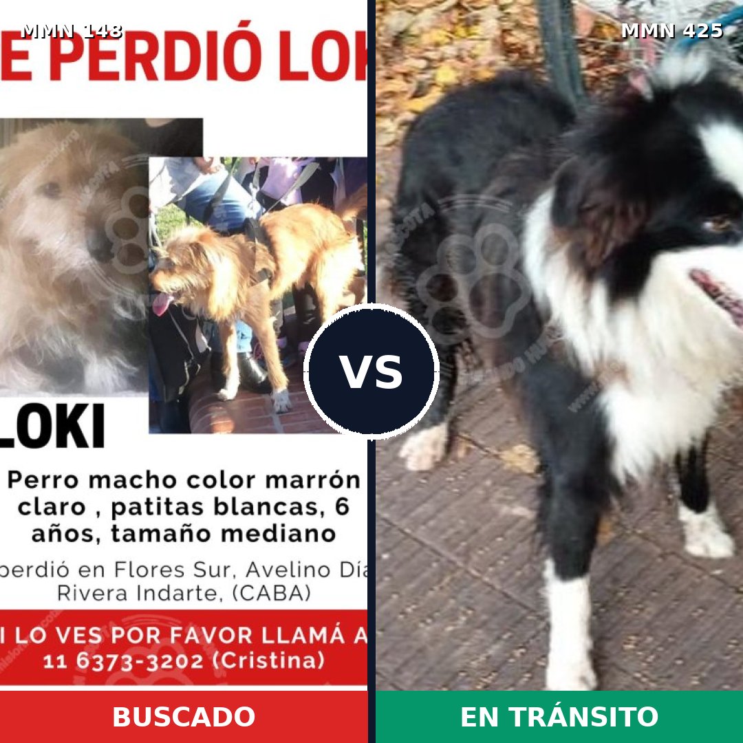 Comparativa MMS 3543: mascota perdida y mascota encontrada, 17% de similitud