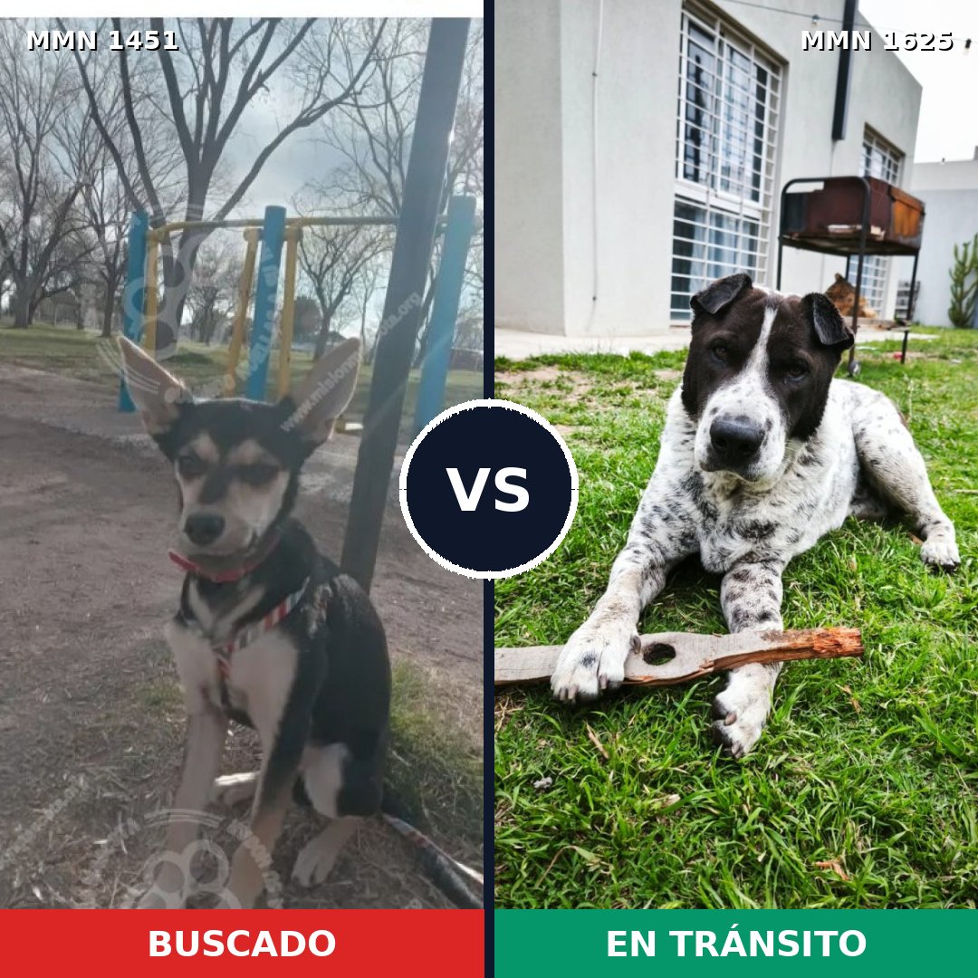 Comparativa MMS 35431: mascota perdida y mascota encontrada, 72% de similitud
