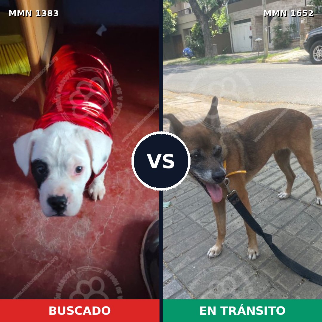 Comparativa MMS 35432: mascota perdida y mascota encontrada, 44% de similitud