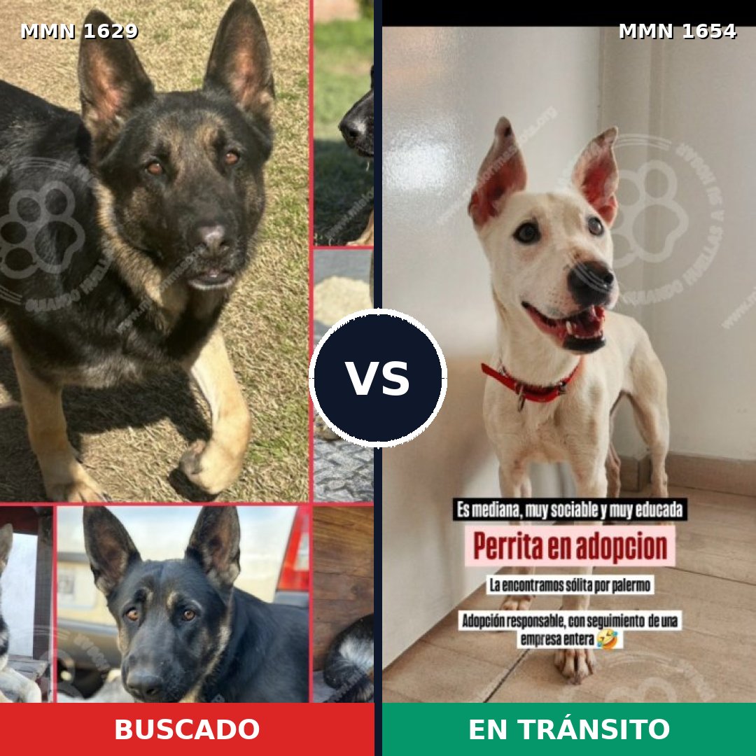 Comparativa MMS 35434: mascota perdida y mascota encontrada, 35% de similitud