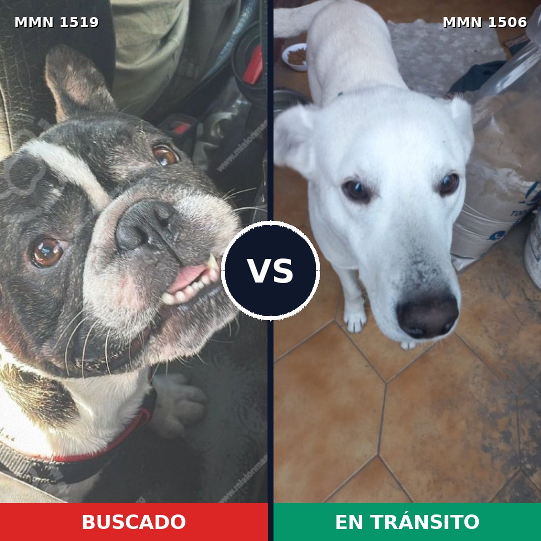 Comparativa MMS 35435: mascota perdida y mascota encontrada, 43% de similitud