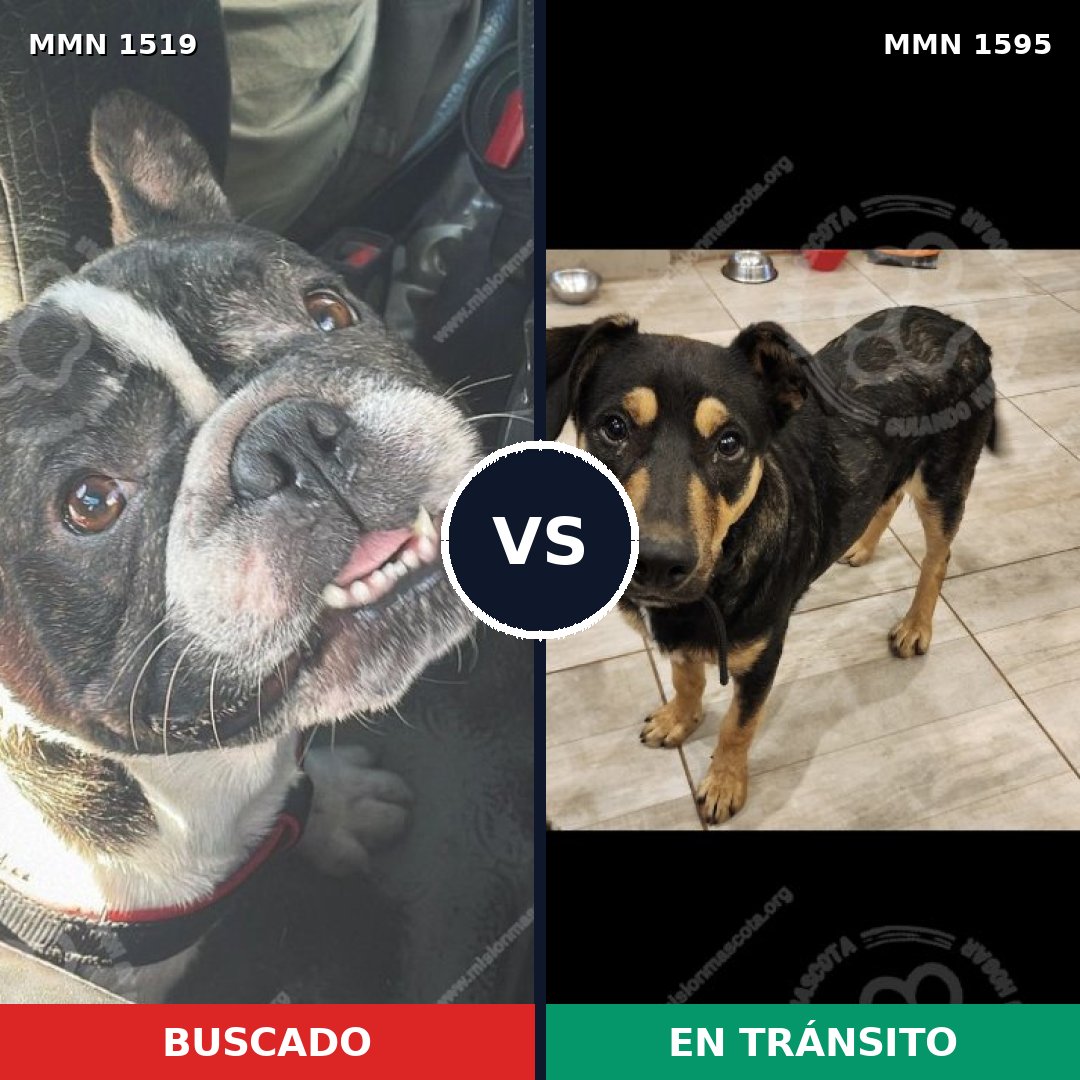 Comparativa MMS 35439: mascota perdida y mascota encontrada, 53% de similitud