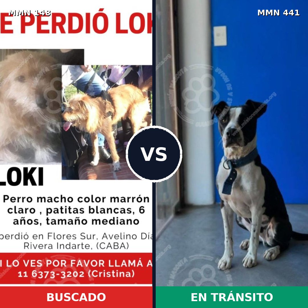 Comparativa MMS 3544: mascota perdida y mascota encontrada, 26% de similitud