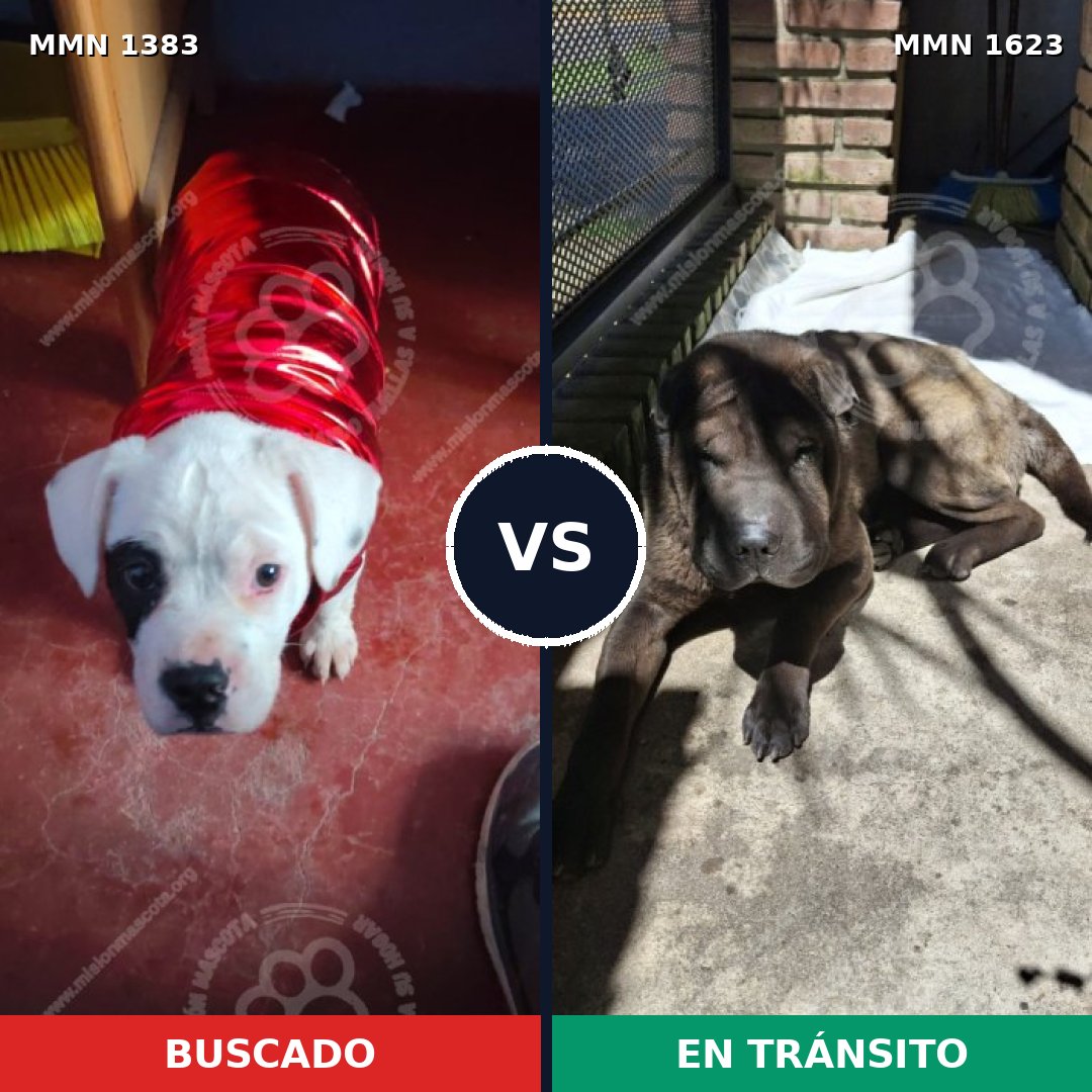 Comparativa MMS 35440: mascota perdida y mascota encontrada, 40% de similitud