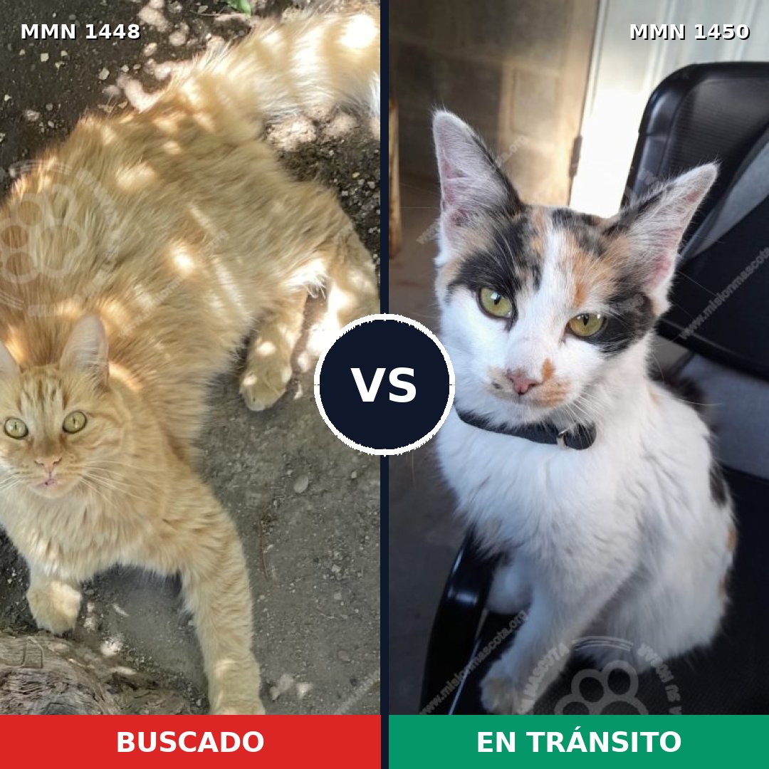 Comparativa MMS 35445: mascota perdida y mascota encontrada, 55% de similitud