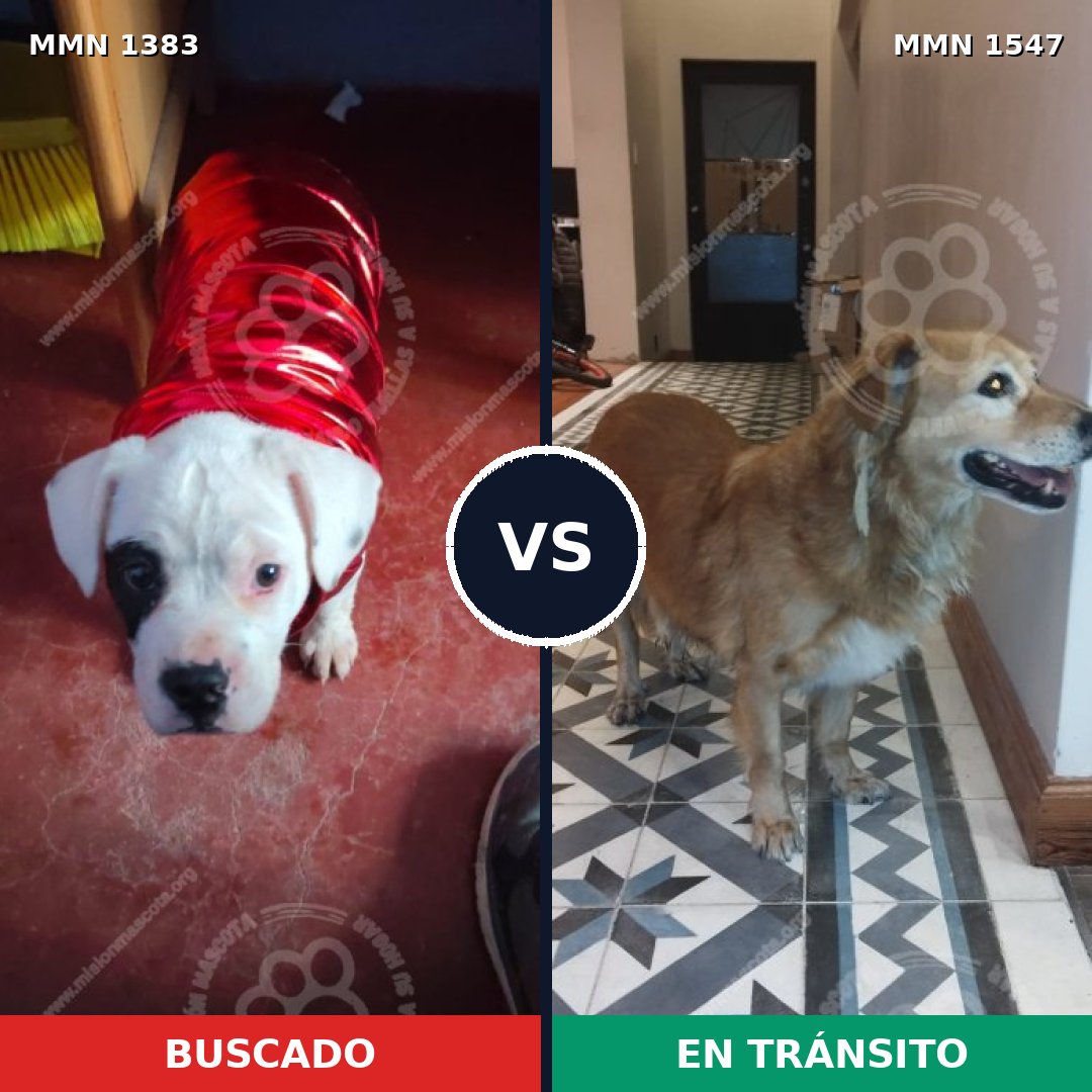 Comparativa MMS 35446: mascota perdida y mascota encontrada, 55% de similitud