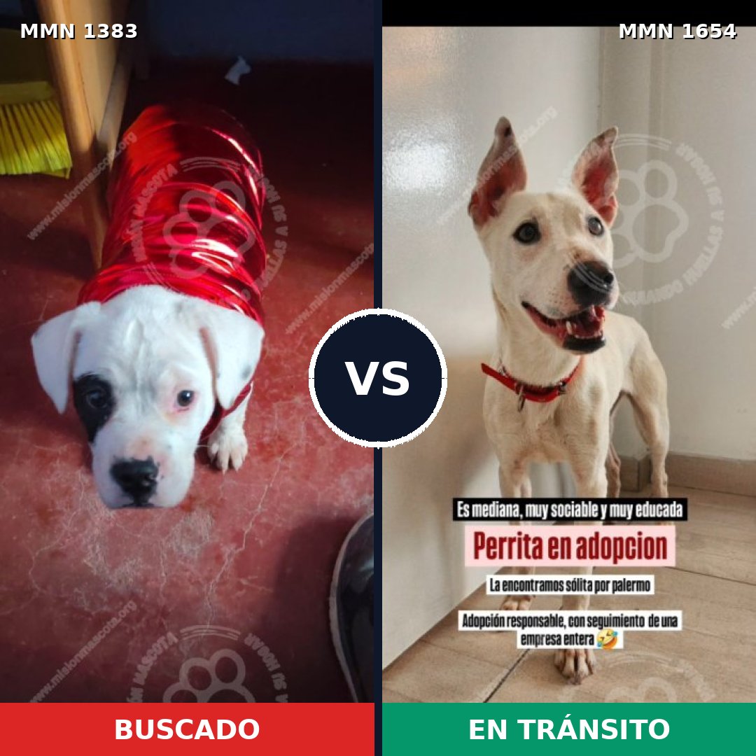 Comparativa MMS 35448: mascota perdida y mascota encontrada, 77% de similitud