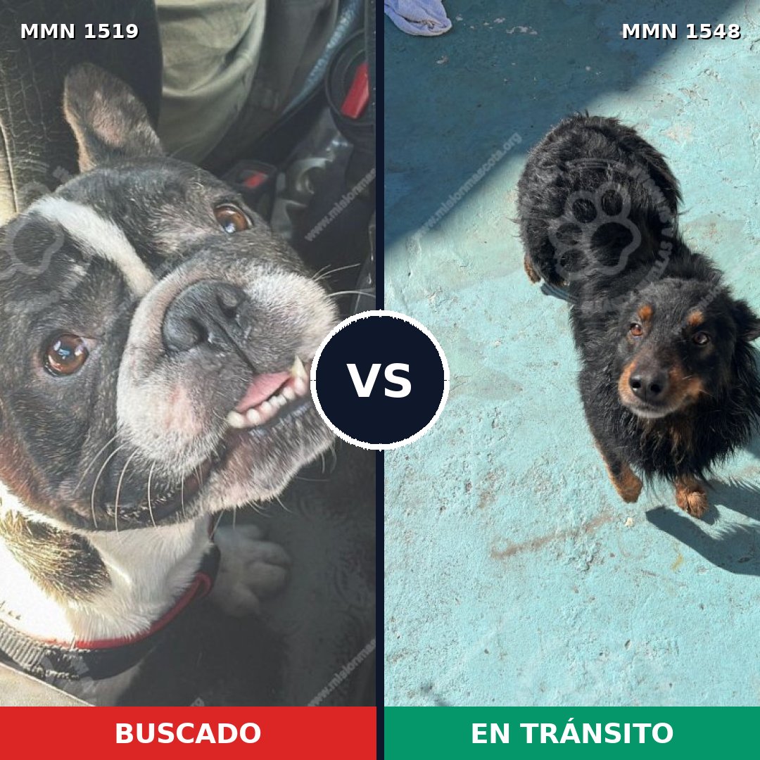 Comparativa MMS 35449: mascota perdida y mascota encontrada, 51% de similitud