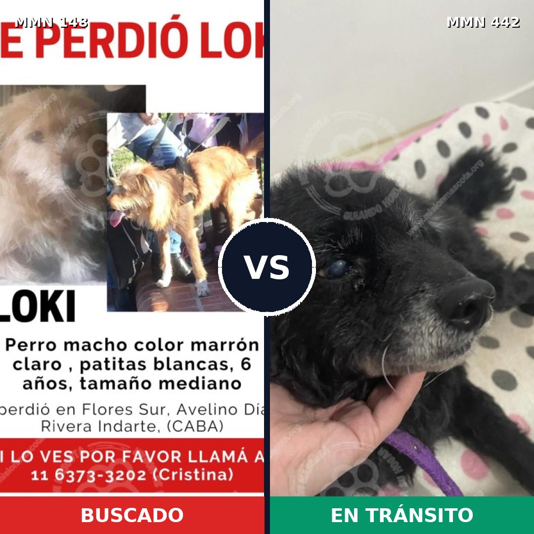 Comparativa MMS 3545: mascota perdida y mascota encontrada, 57% de similitud