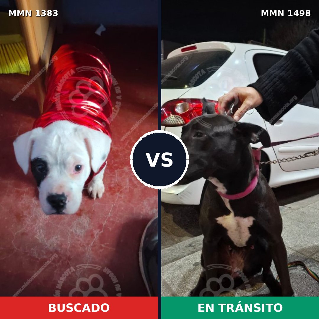 Comparativa MMS 35450: mascota perdida y mascota encontrada, 73% de similitud