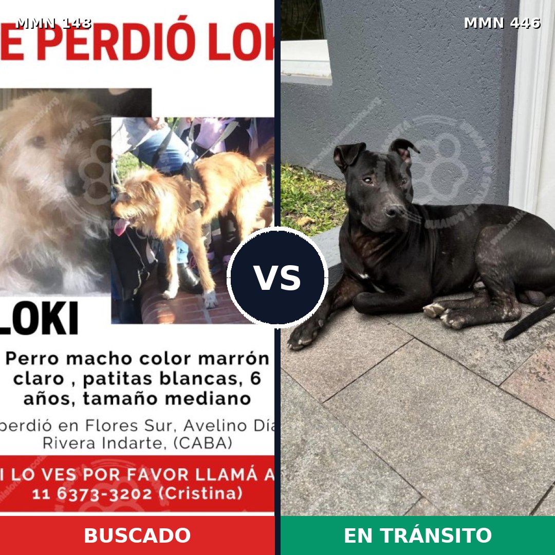 Comparativa MMS 3546: mascota perdida y mascota encontrada, 64% de similitud