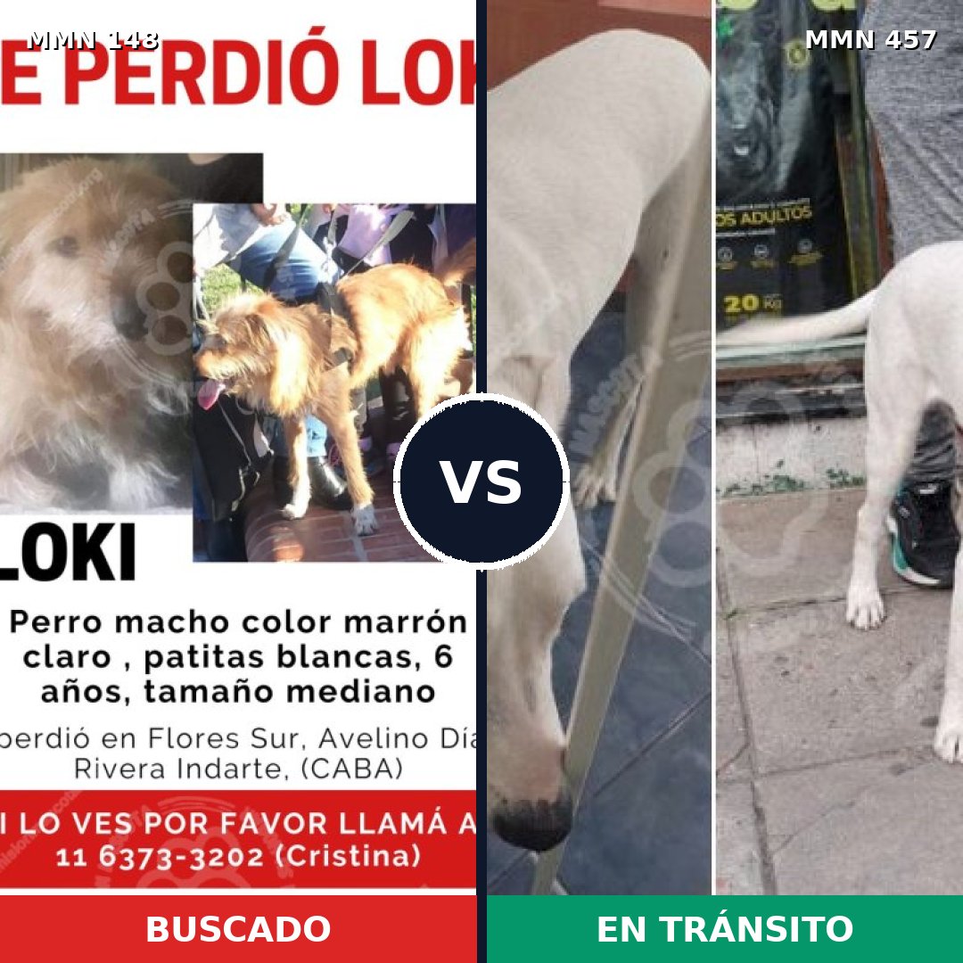 Comparativa MMS 3547: mascota perdida y mascota encontrada, 64% de similitud