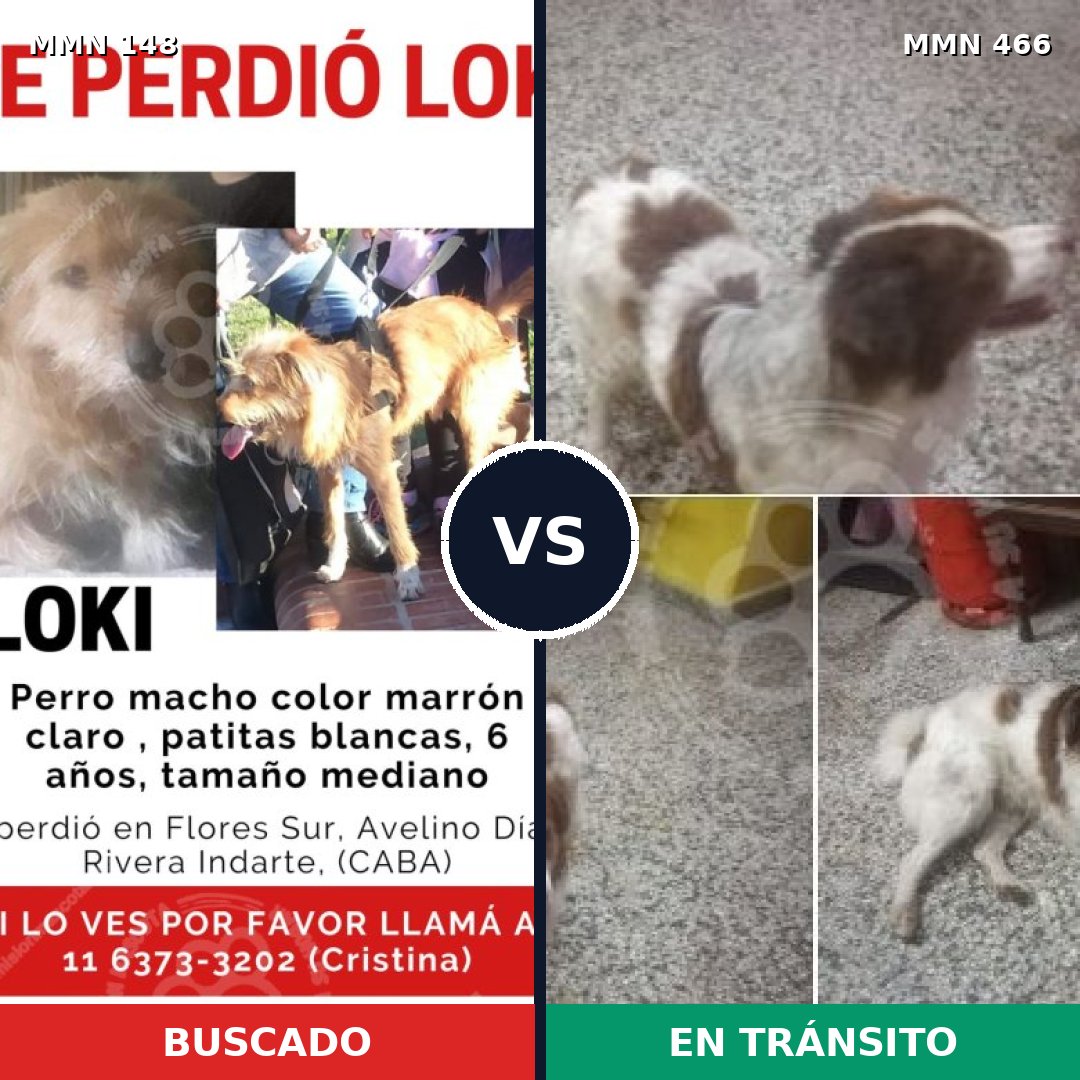 Comparativa MMS 3549: mascota perdida y mascota encontrada, 66% de similitud