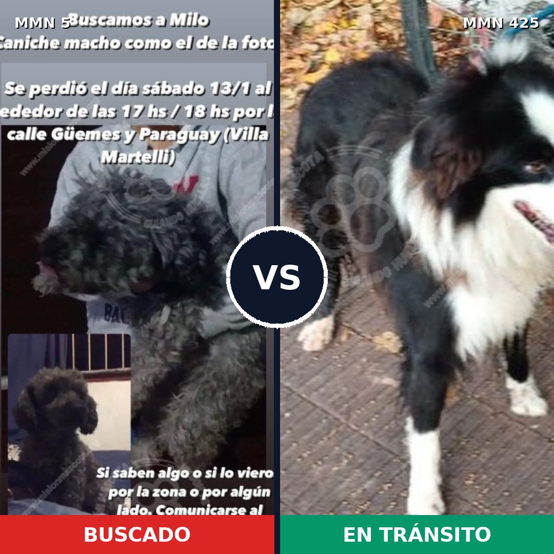 Comparativa MMS 355: mascota perdida y mascota encontrada, 28% de similitud