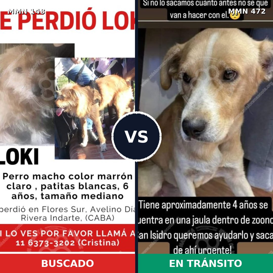 Comparativa MMS 3550: mascota perdida y mascota encontrada, 81% de similitud