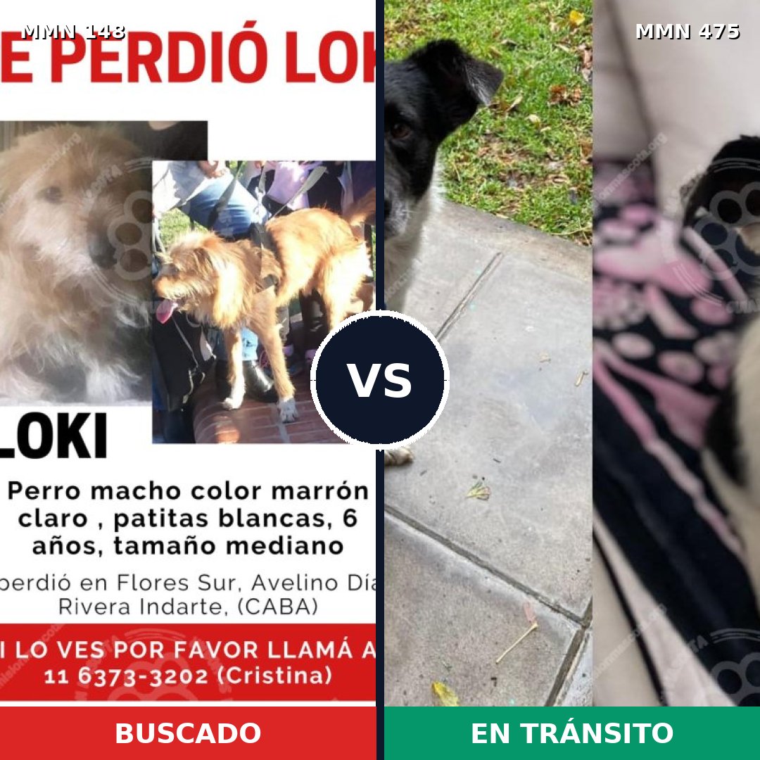 Comparativa MMS 3551: mascota perdida y mascota encontrada, 64% de similitud