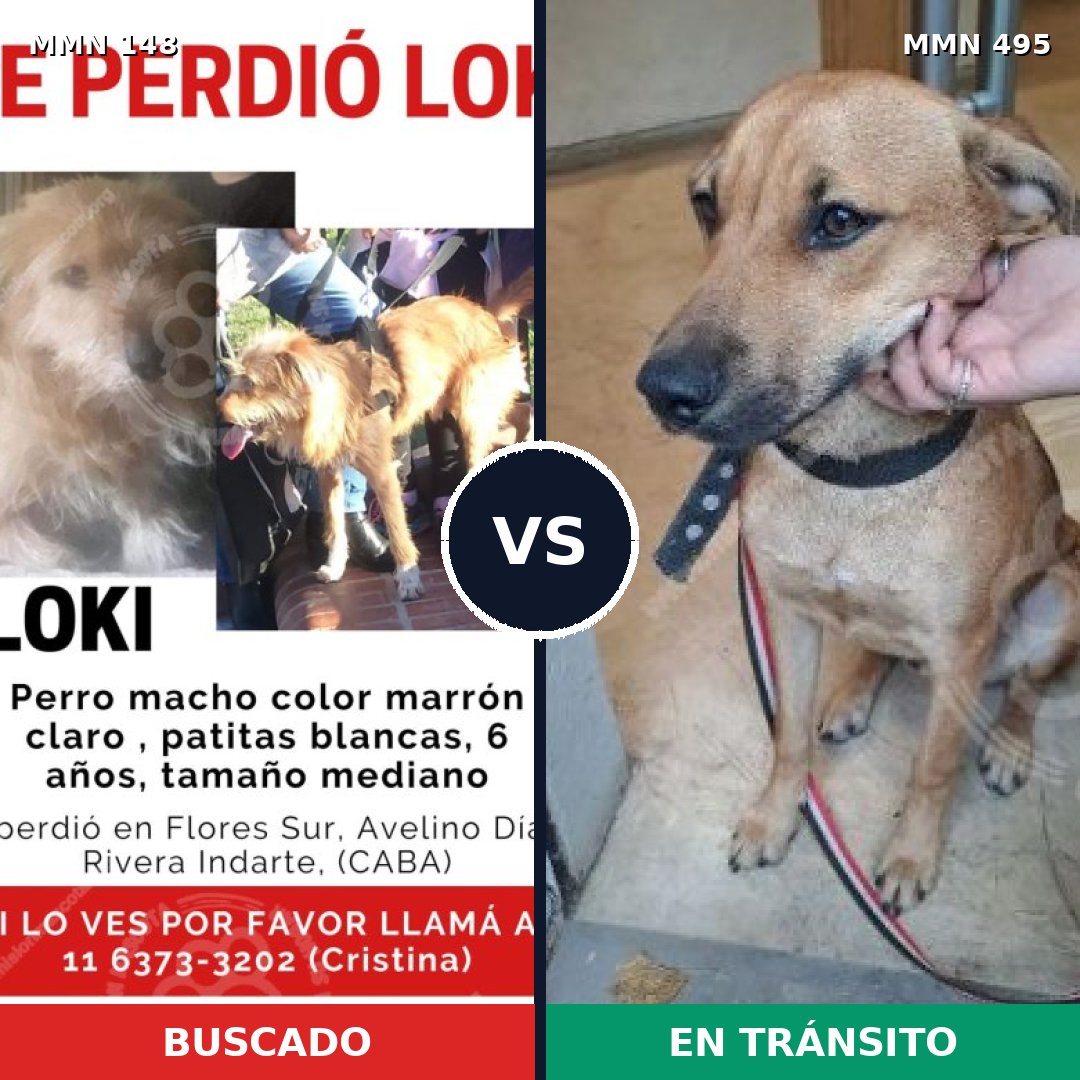 Comparativa MMS 3553: mascota perdida y mascota encontrada, 70% de similitud