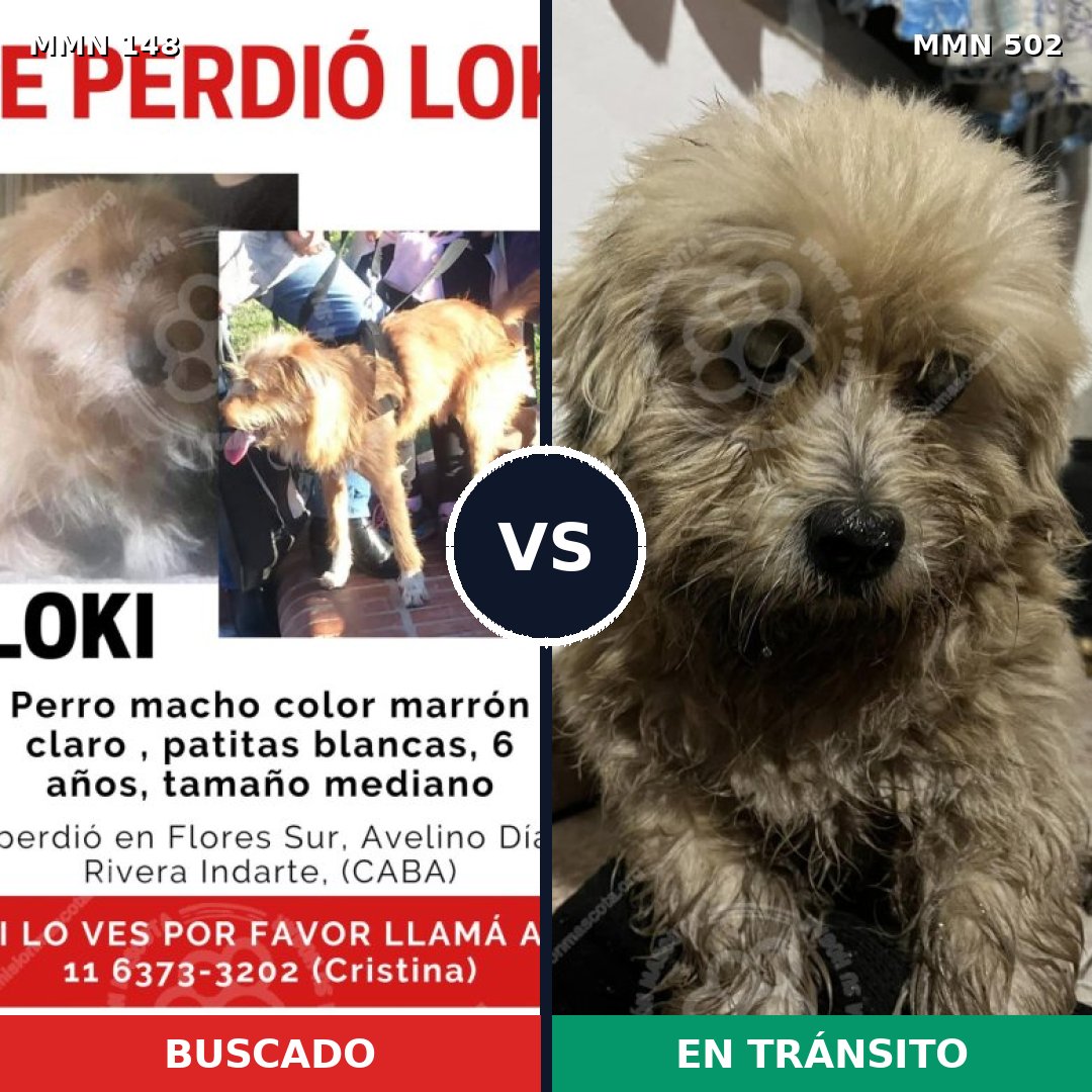 Comparativa MMS 3554: mascota perdida y mascota encontrada, 16% de similitud