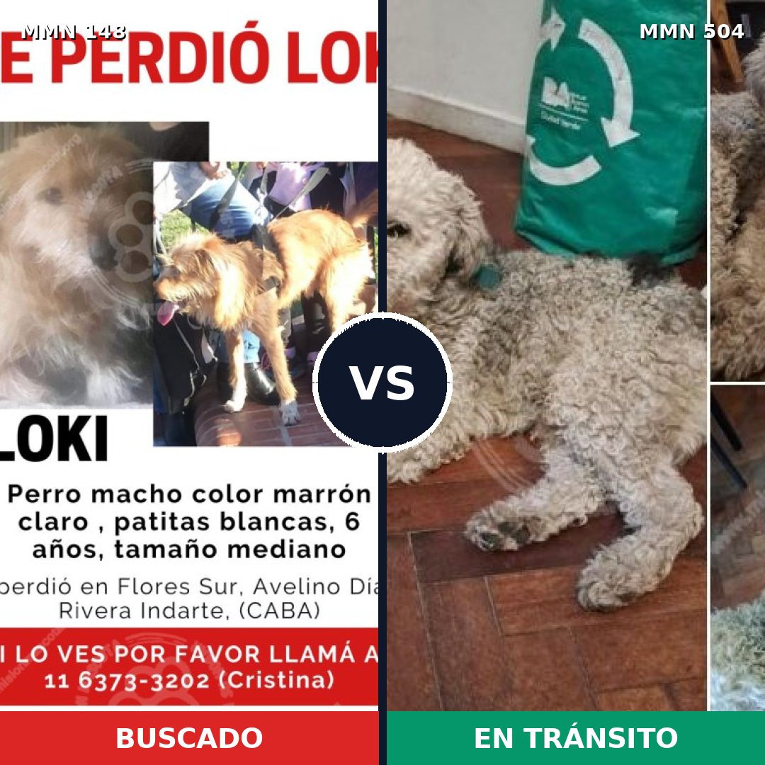 Comparativa MMS 3555: mascota perdida y mascota encontrada, 63% de similitud