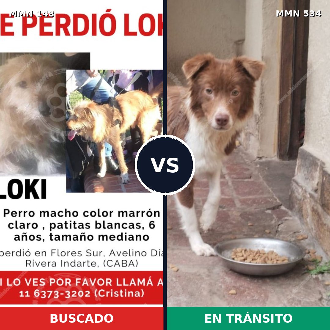 Comparativa MMS 3557: mascota perdida y mascota encontrada, 45% de similitud