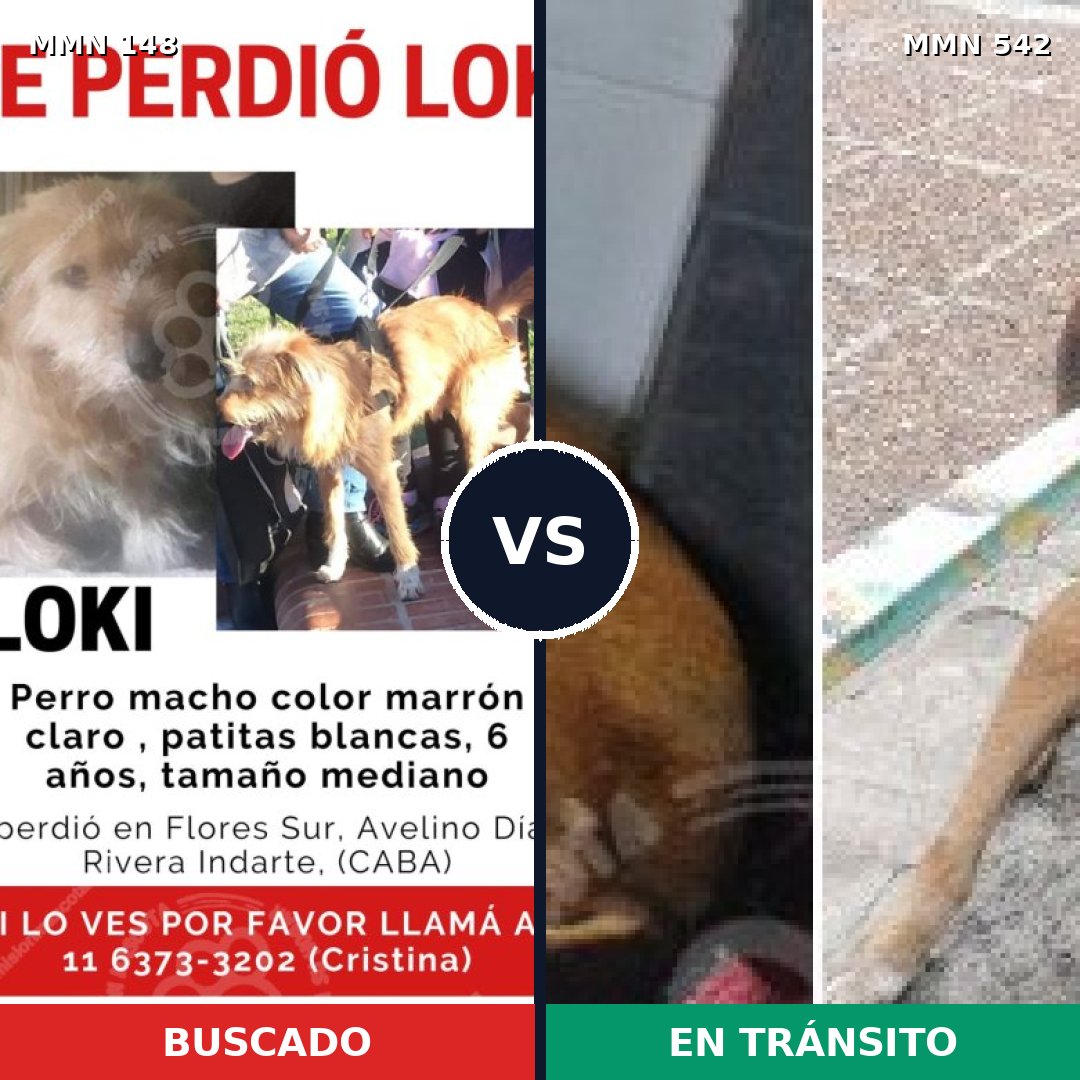 Comparativa MMS 3558: mascota perdida y mascota encontrada, 8% de similitud