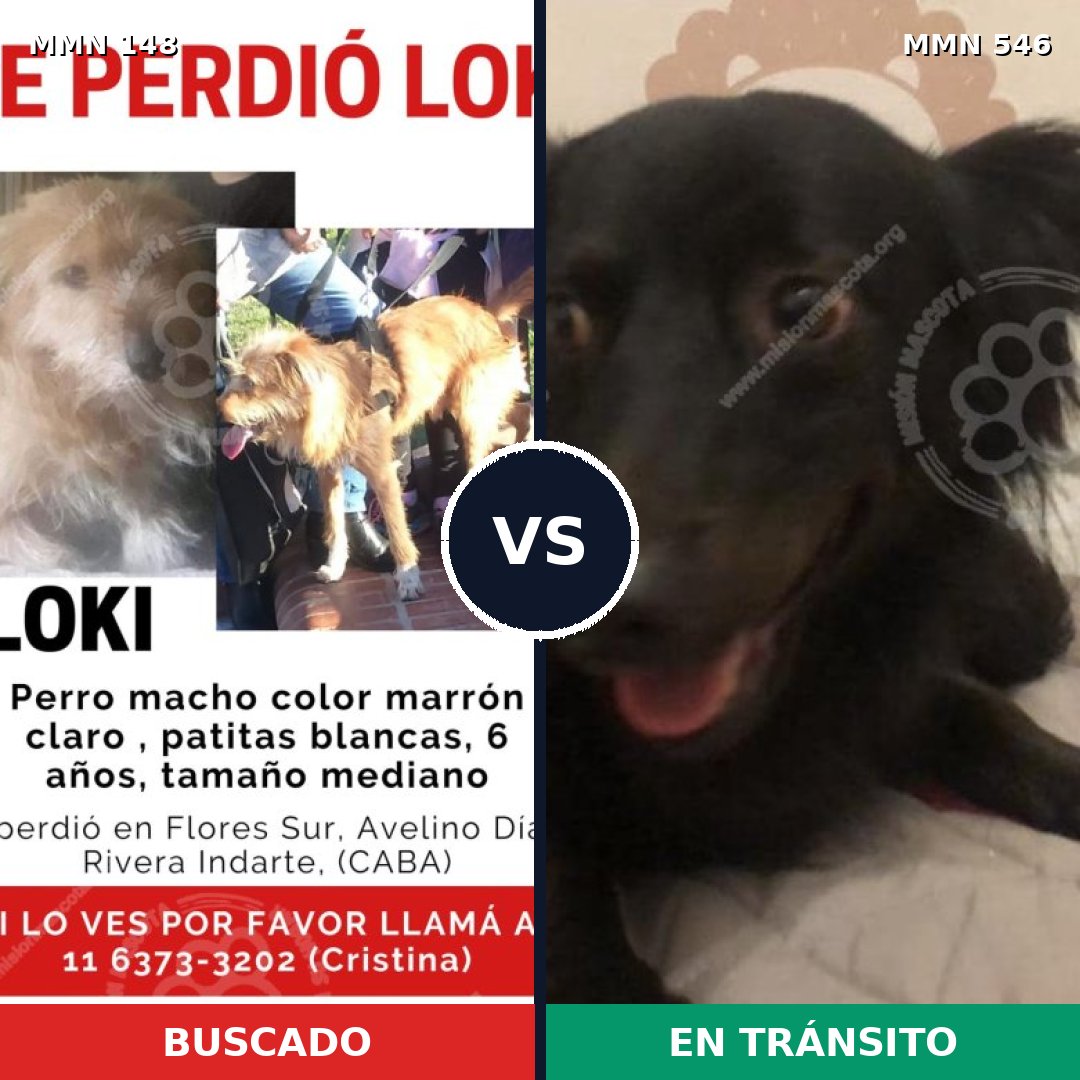 Comparativa MMS 3559: mascota perdida y mascota encontrada, 8% de similitud