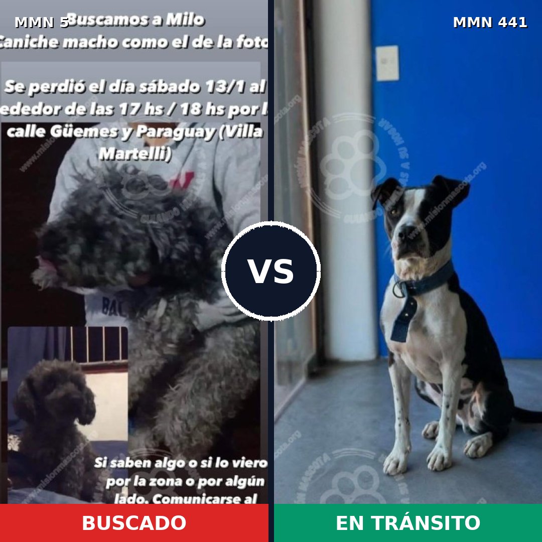 Comparativa MMS 356: mascota perdida y mascota encontrada, 31% de similitud