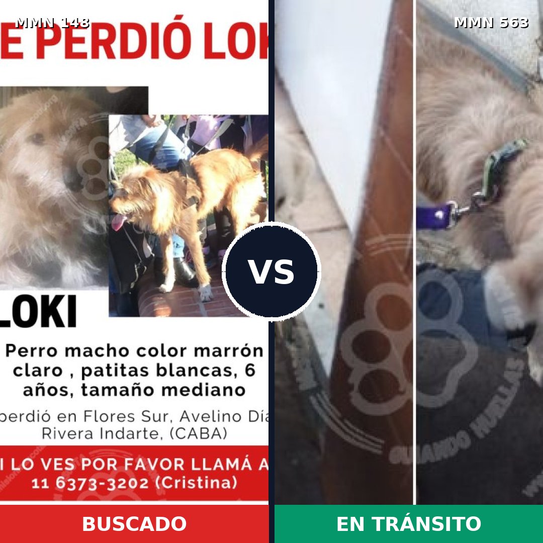 Comparativa MMS 3560: mascota perdida y mascota encontrada, 60% de similitud