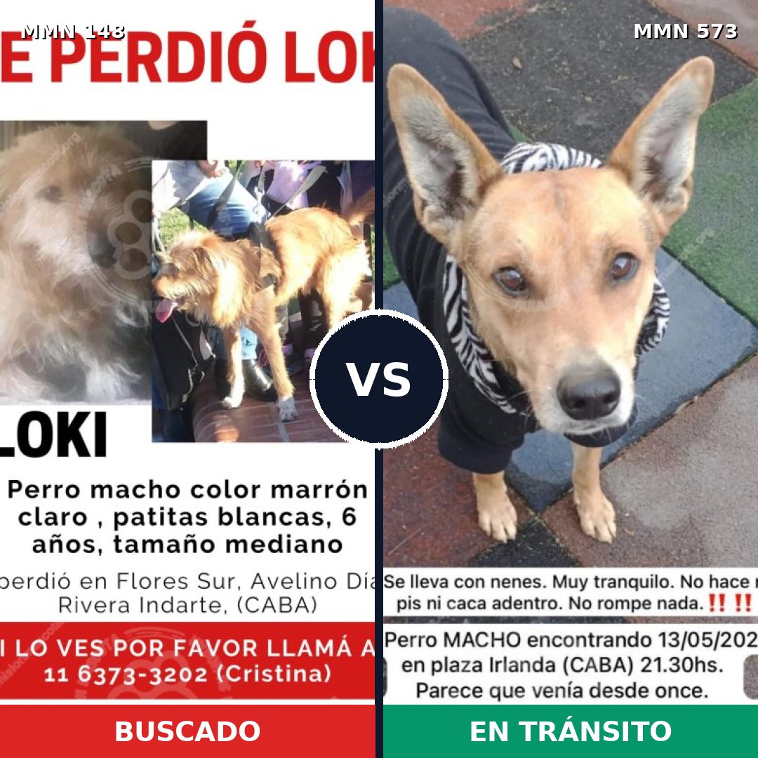 Comparativa MMS 3561: mascota perdida y mascota encontrada, 61% de similitud