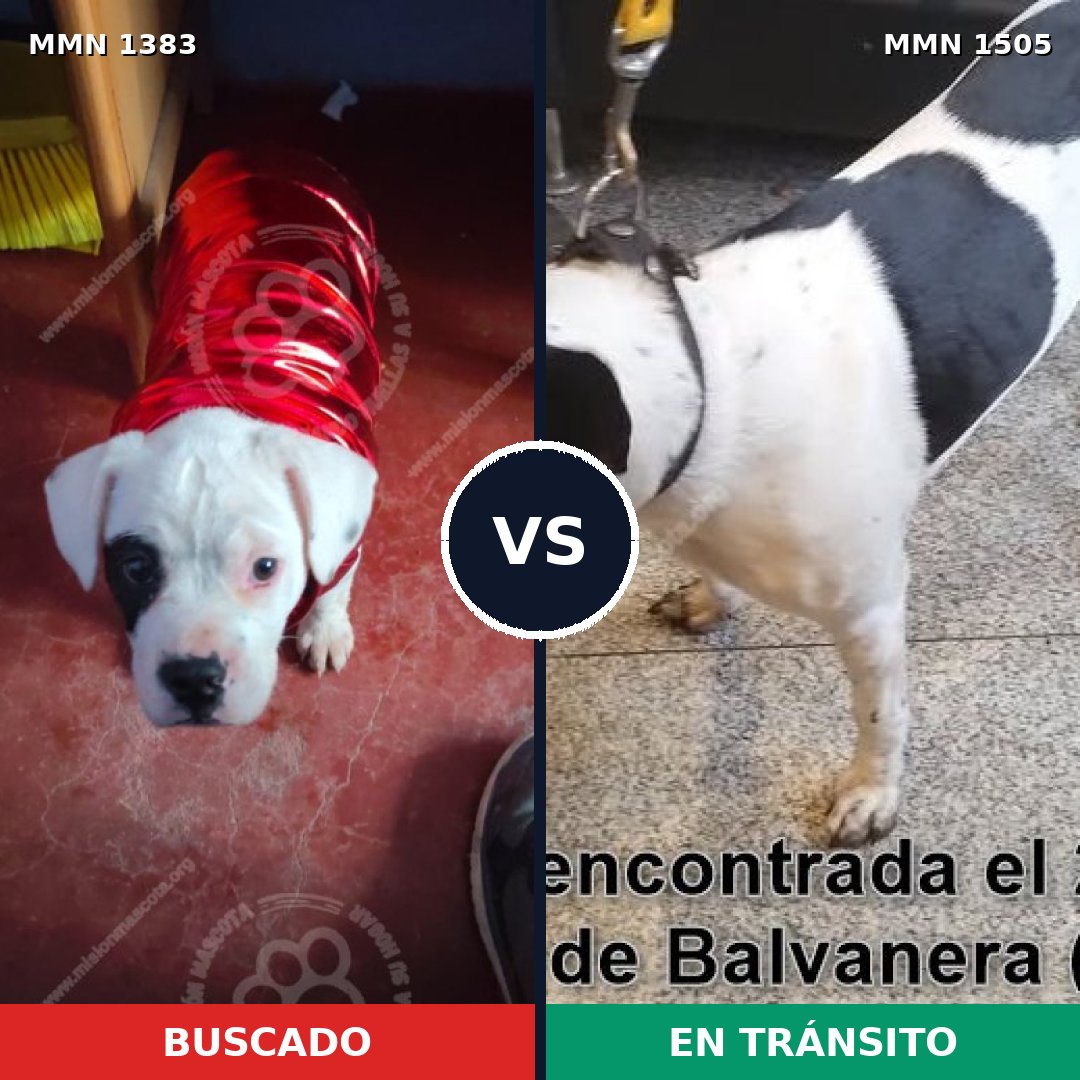 Comparativa MMS 35611: mascota perdida y mascota encontrada, 80% de similitud