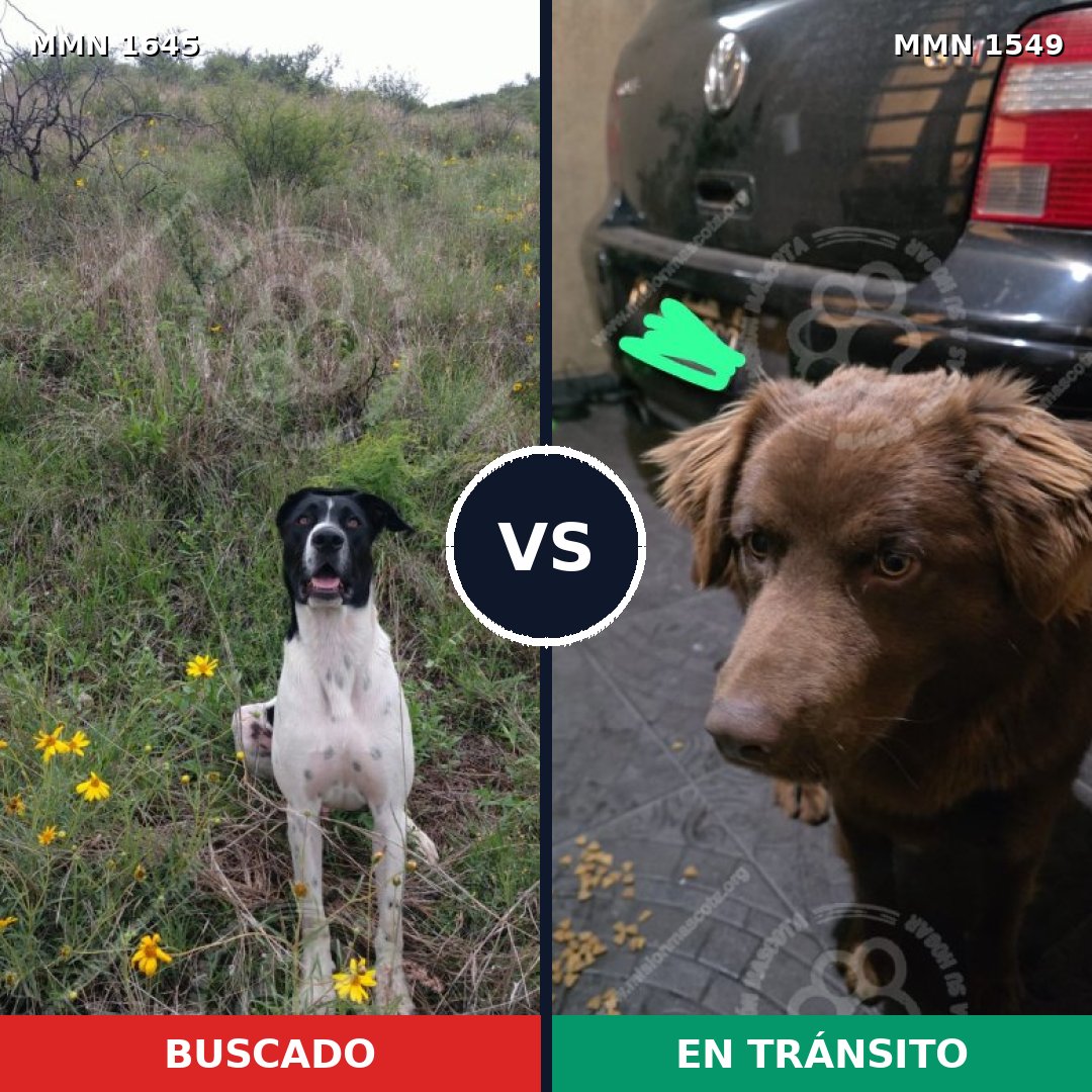 Comparativa MMS 35615: mascota perdida y mascota encontrada, 43% de similitud