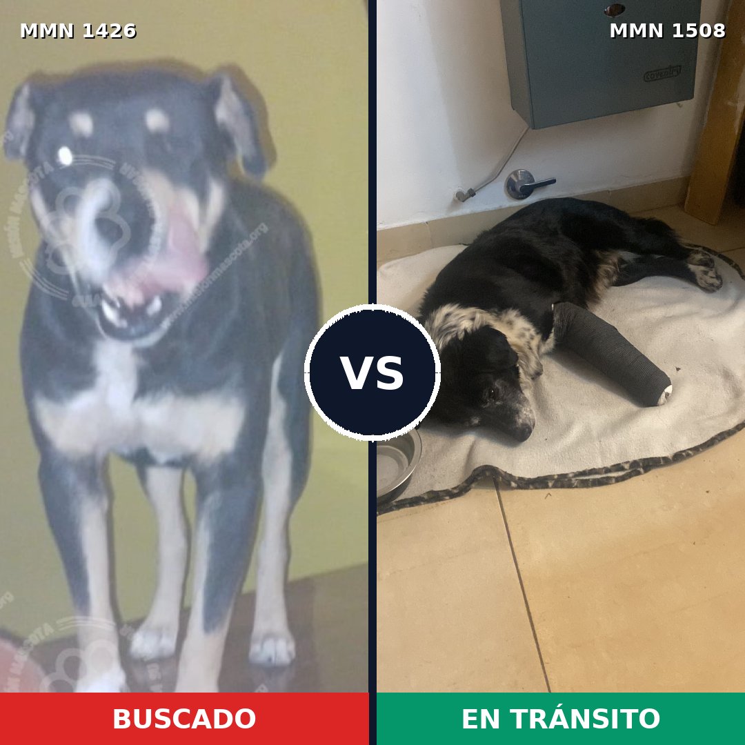 Comparativa MMS 35618: mascota perdida y mascota encontrada, 82% de similitud