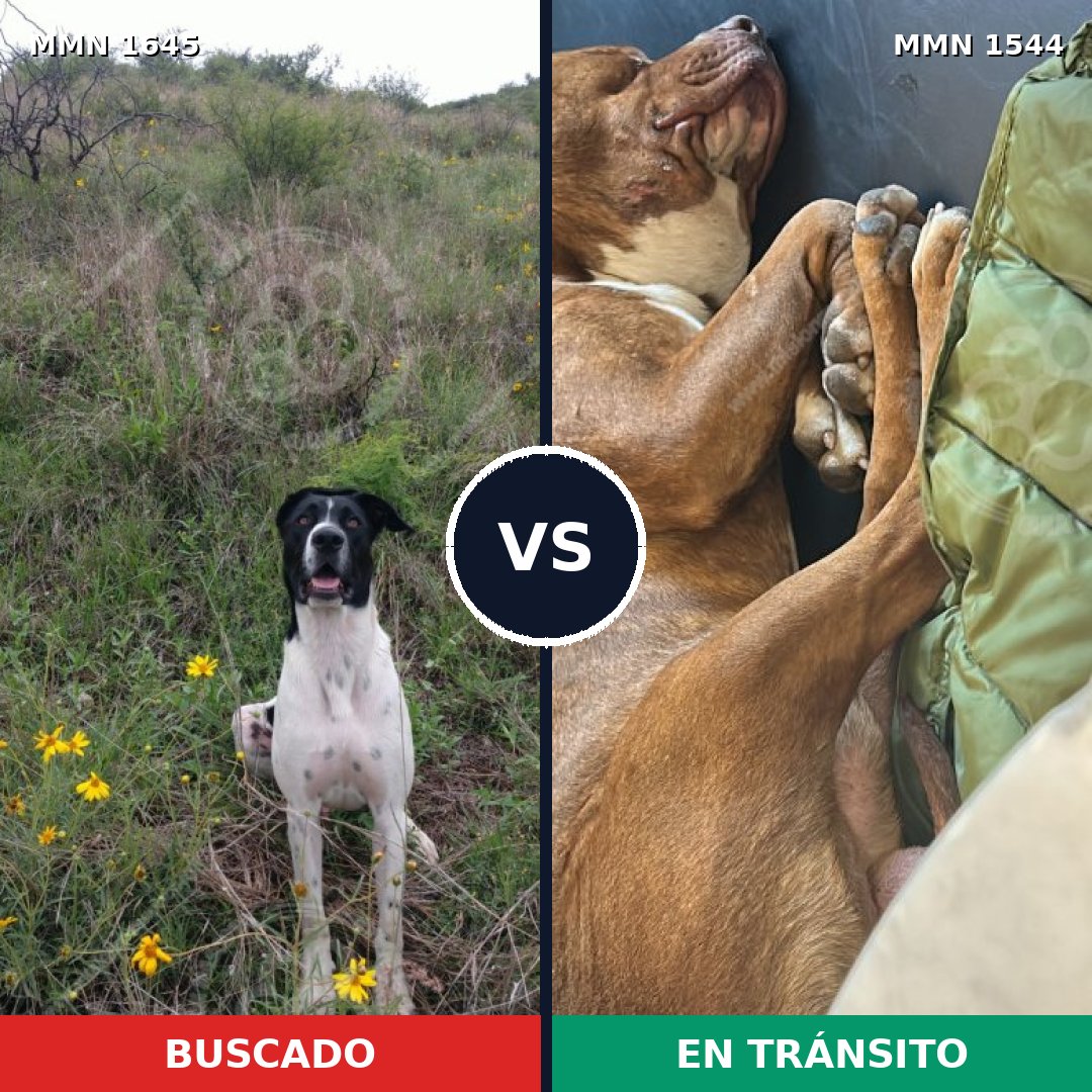 Comparativa MMS 35619: mascota perdida y mascota encontrada, 33% de similitud