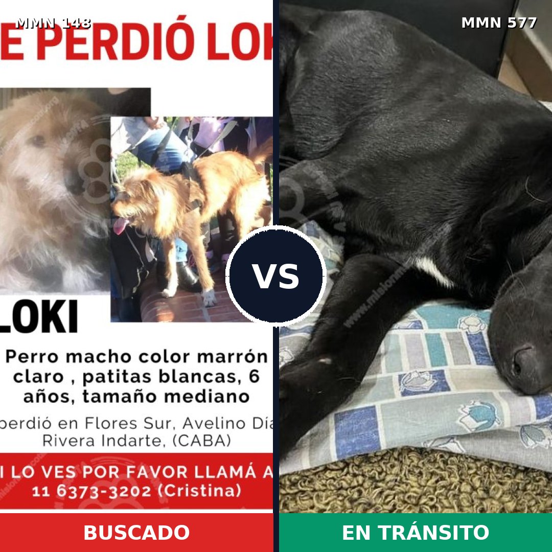 Comparativa MMS 3562: mascota perdida y mascota encontrada, 62% de similitud