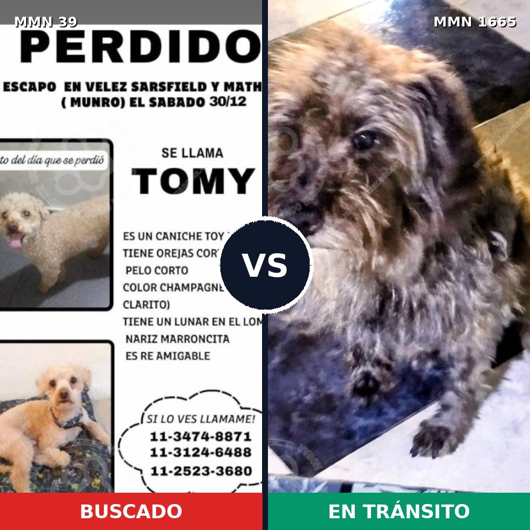 Comparativa MMS 35622: mascota perdida y mascota encontrada, 24% de similitud