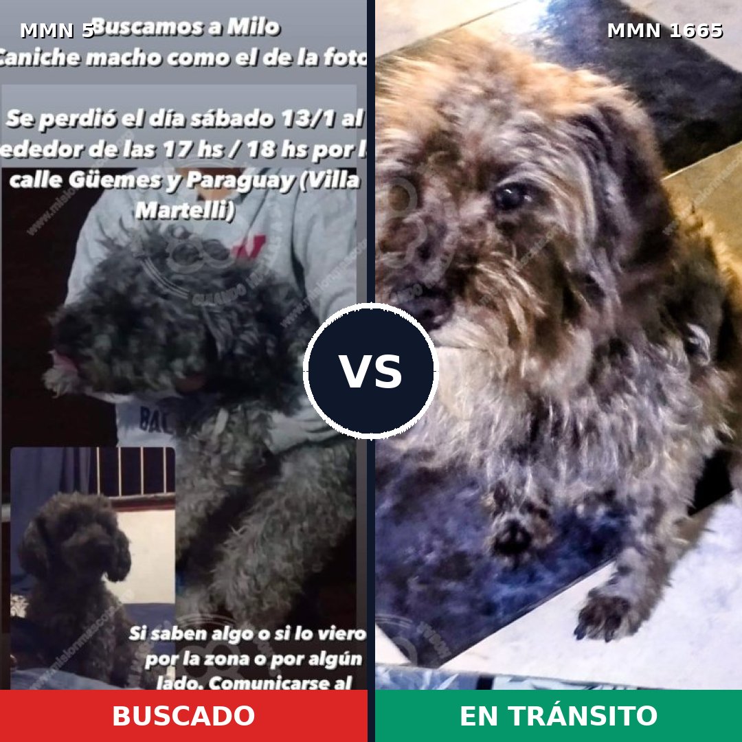 Comparativa MMS 35625: mascota perdida y mascota encontrada, 43% de similitud