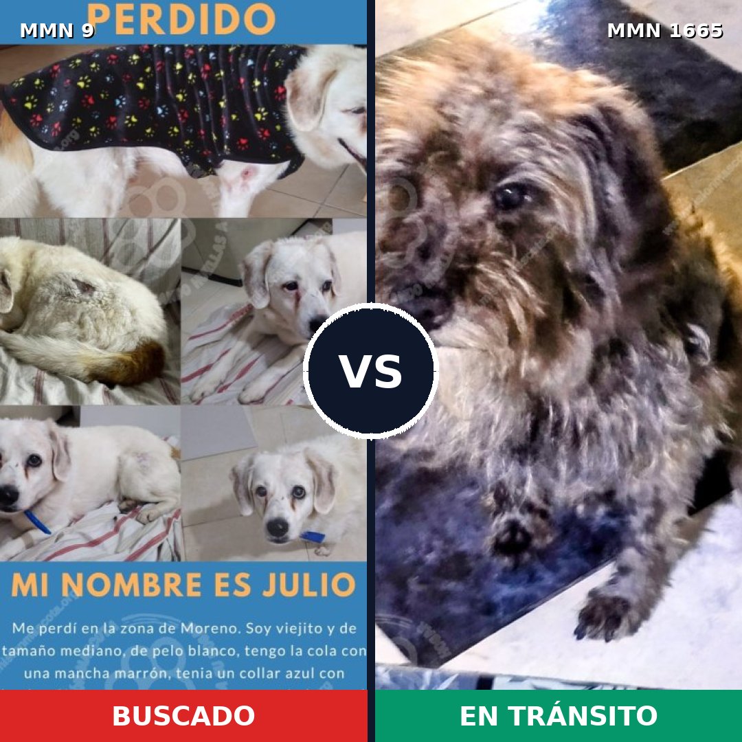 Comparativa MMS 35626: mascota perdida y mascota encontrada, 68% de similitud
