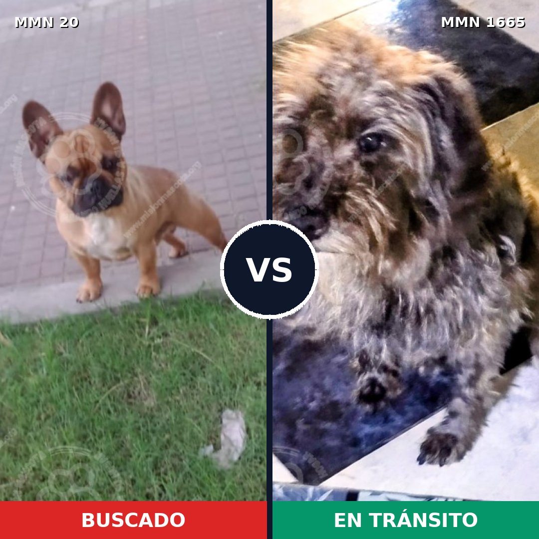 Comparativa MMS 35630: mascota perdida y mascota encontrada, 31% de similitud