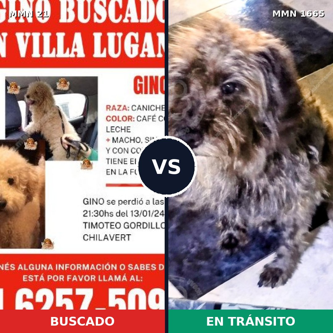 Comparativa MMS 35631: mascota perdida y mascota encontrada, 30% de similitud