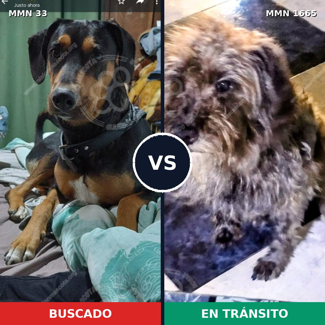 Comparativa MMS 35634: mascota perdida y mascota encontrada, 55% de similitud