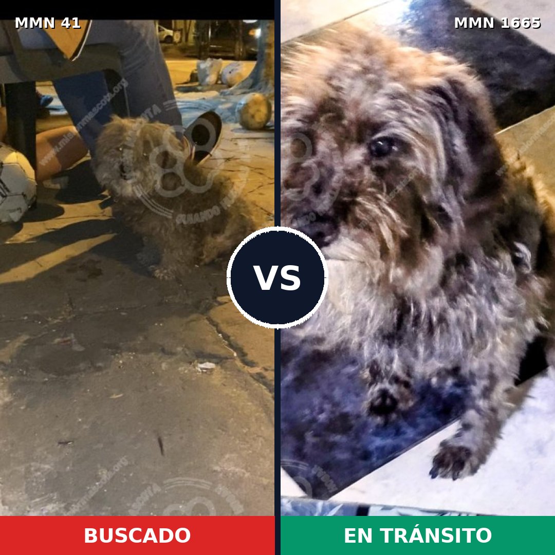 Comparativa MMS 35635: mascota perdida y mascota encontrada, 61% de similitud